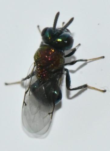Perilampus aeneus